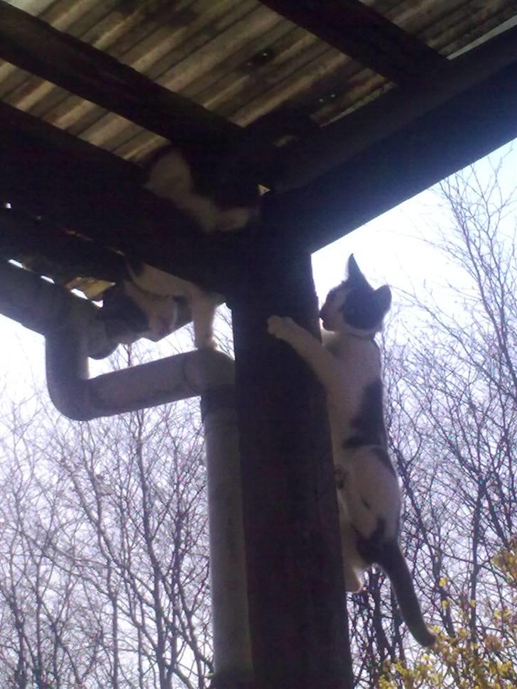 Huskat fister billede 3