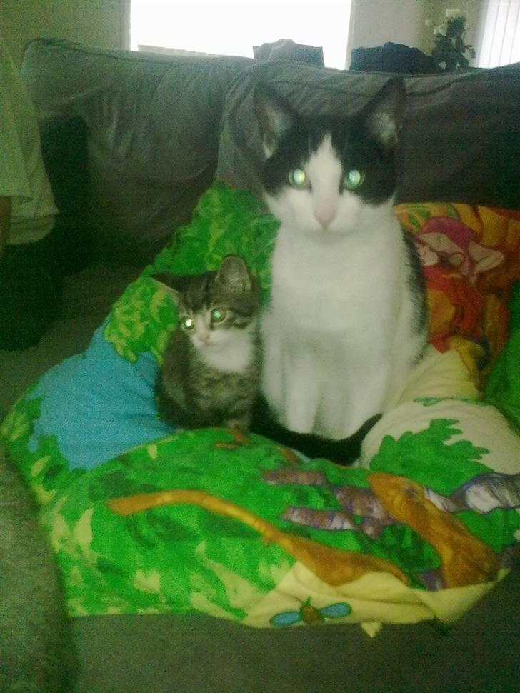 Huskat fister billede 4