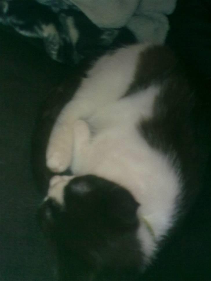 Huskat fister billede 5