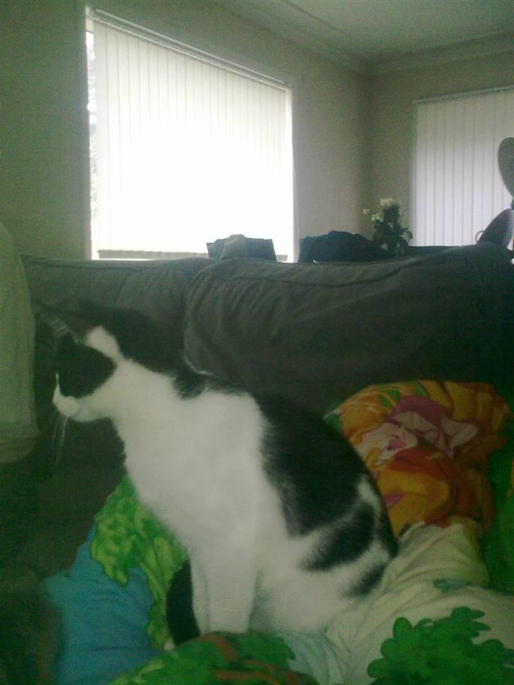 Huskat fister billede 6