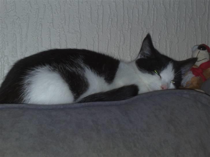 Huskat fister billede 7