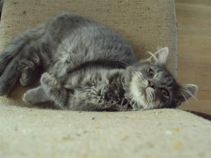 Blanding af racer Gizmo billede 10