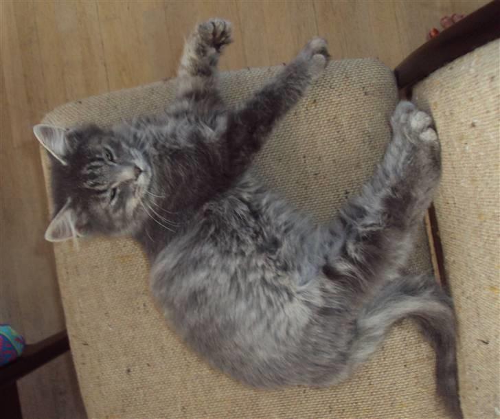 Blanding af racer Gizmo billede 11