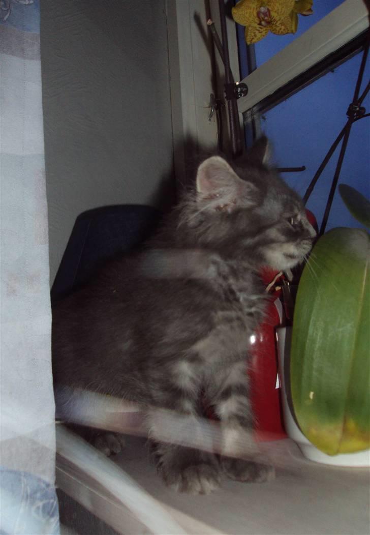 Blanding af racer Gizmo billede 12