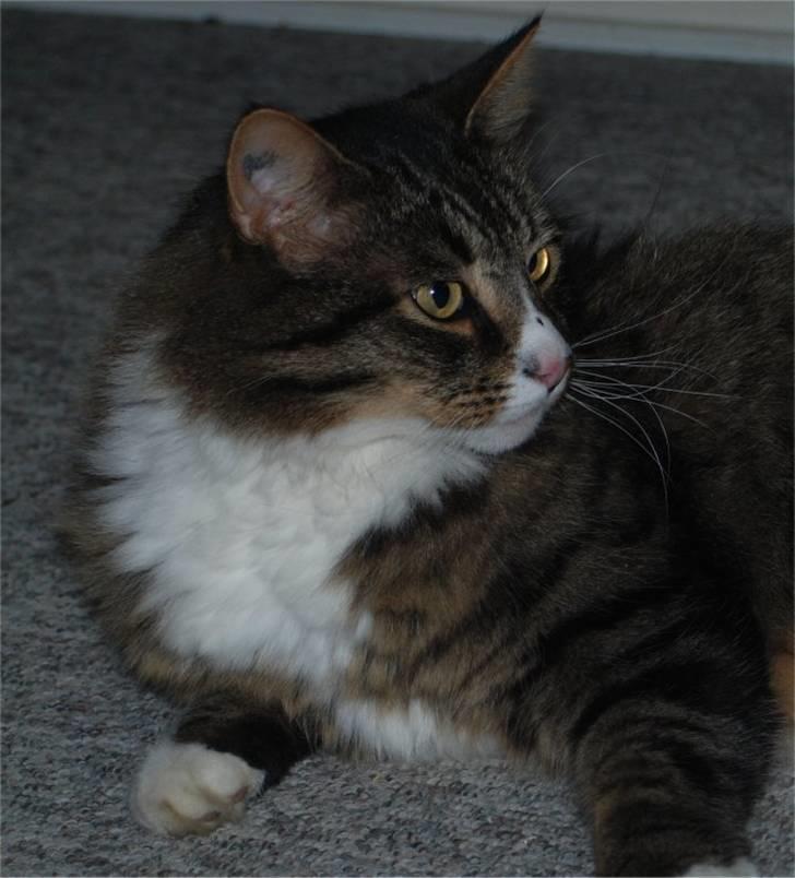 Blanding af racer Ozzi †R.I.P† billede 1