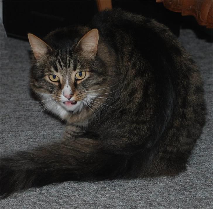 Blanding af racer Ozzi †R.I.P† billede 2