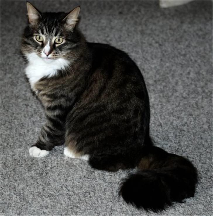 Blanding af racer Ozzi †R.I.P† billede 3