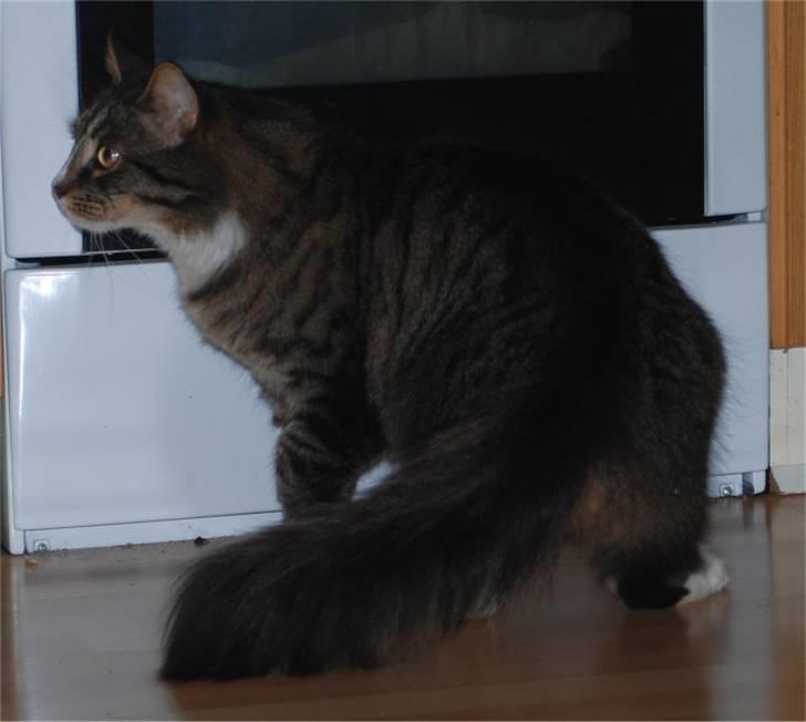 Blanding af racer Ozzi †R.I.P† billede 4