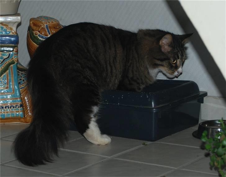 Blanding af racer Ozzi †R.I.P† billede 5