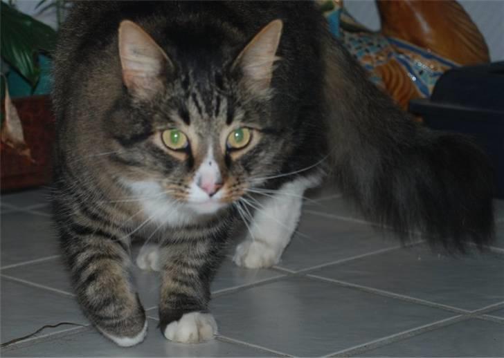 Blanding af racer Ozzi †R.I.P† billede 6