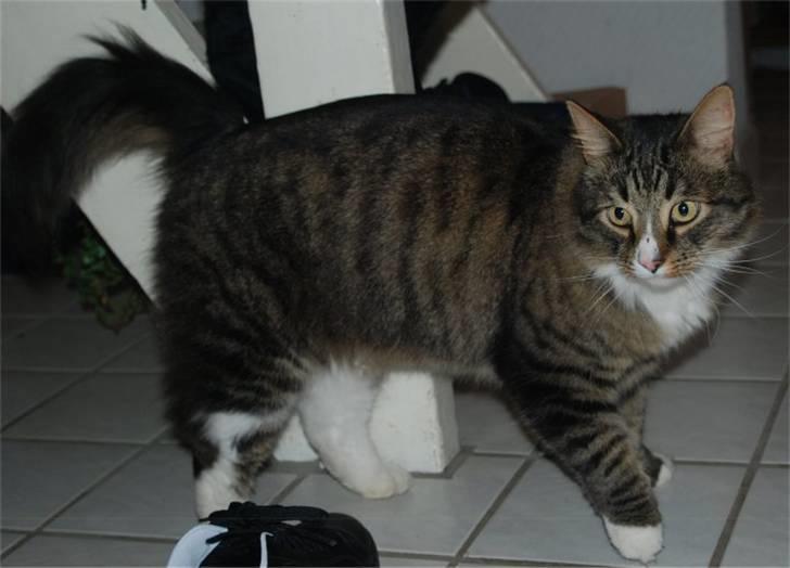 Blanding af racer Ozzi †R.I.P† billede 7