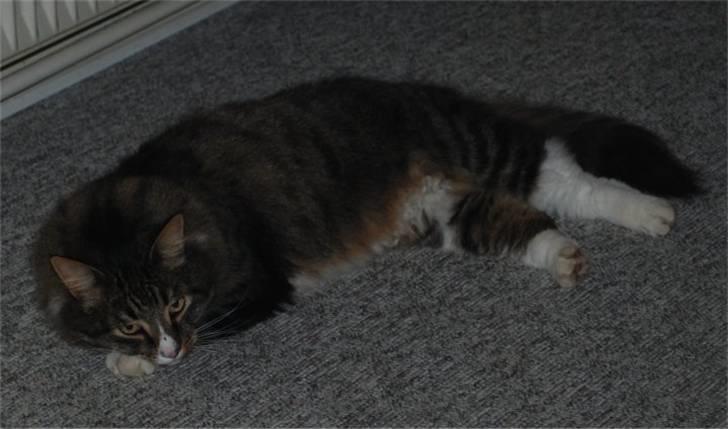 Blanding af racer Ozzi †R.I.P† billede 8