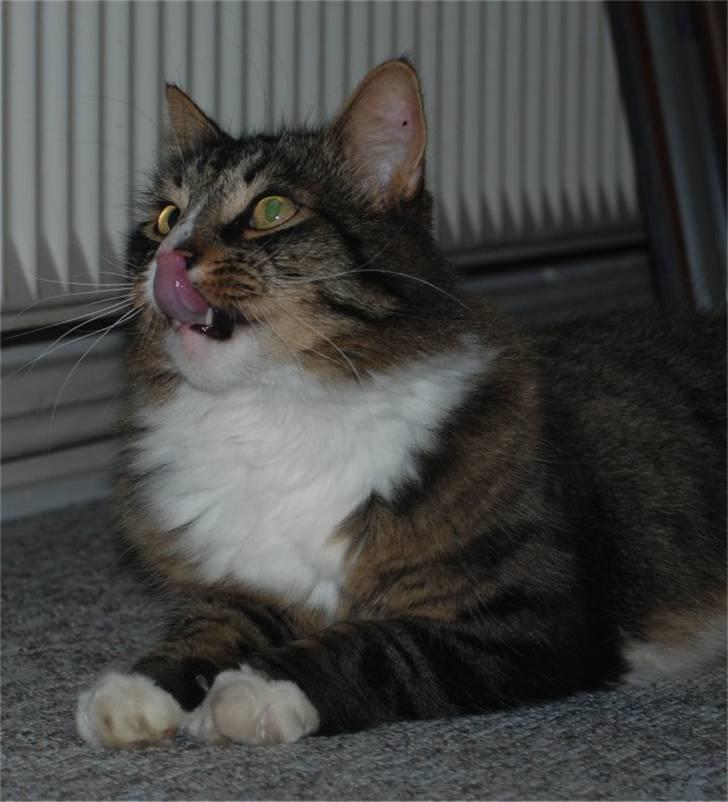 Blanding af racer Ozzi †R.I.P† billede 9