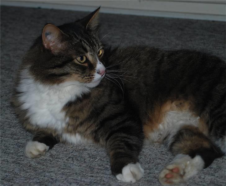 Blanding af racer Ozzi †R.I.P† billede 10