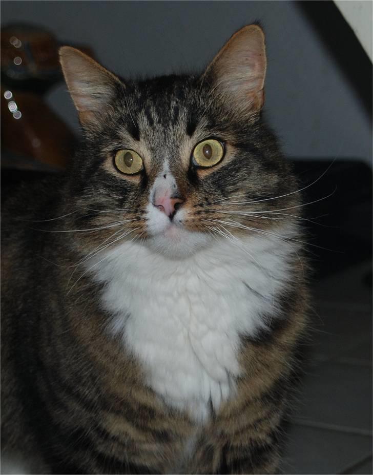 Blanding af racer Ozzi †R.I.P† billede 11