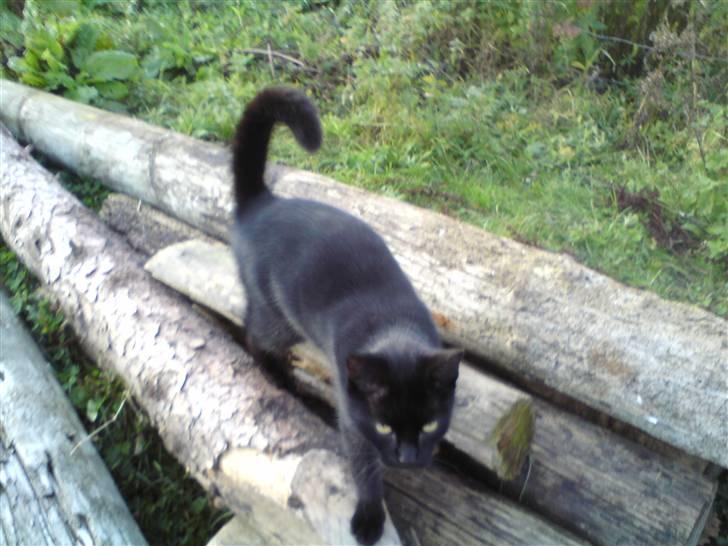 Huskat muss billede 6