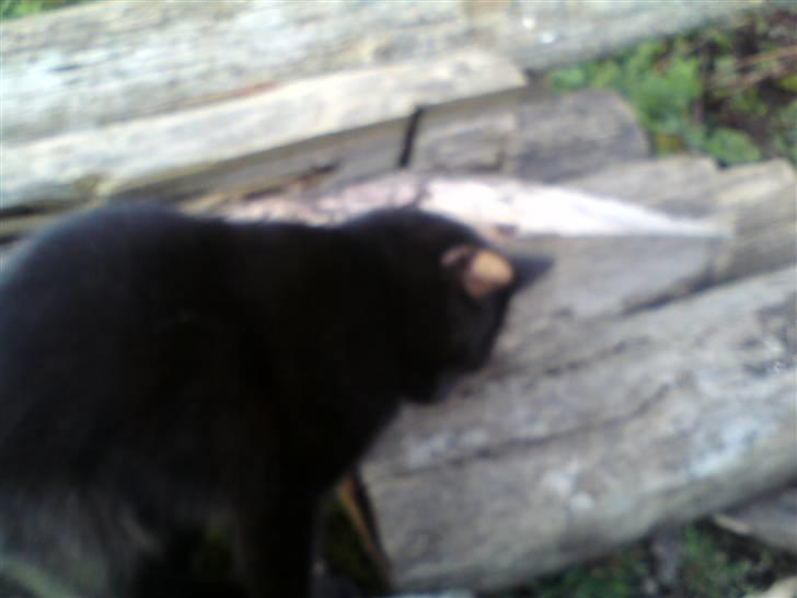 Huskat muss billede 7