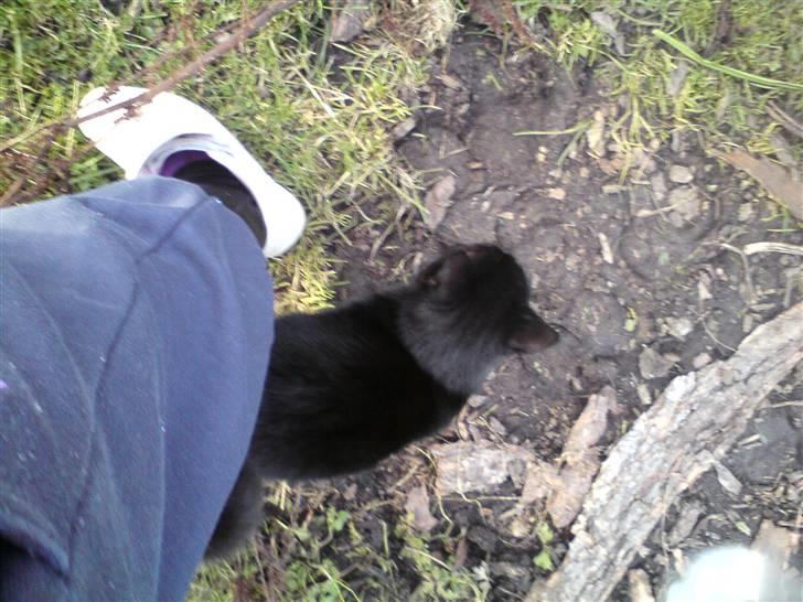 Huskat muss billede 8