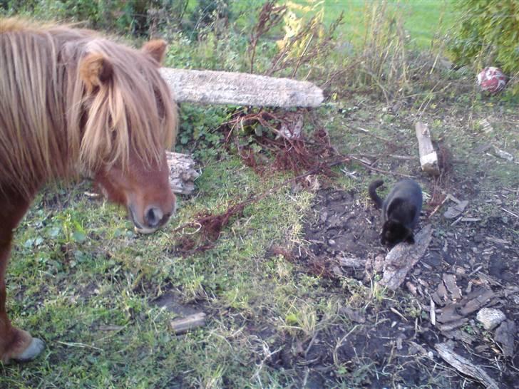 Huskat muss billede 9