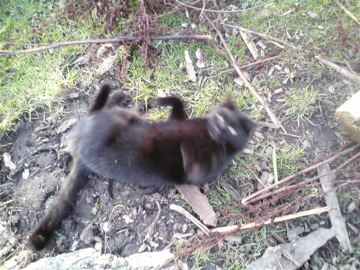 Huskat muss billede 10