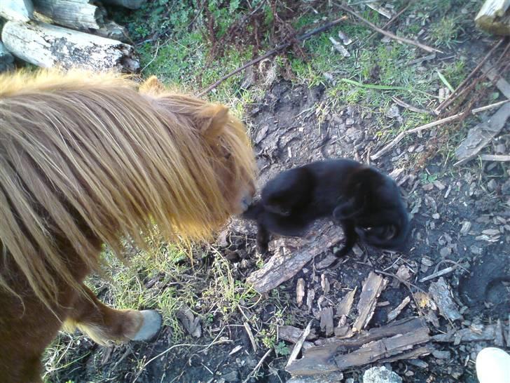 Huskat muss billede 11