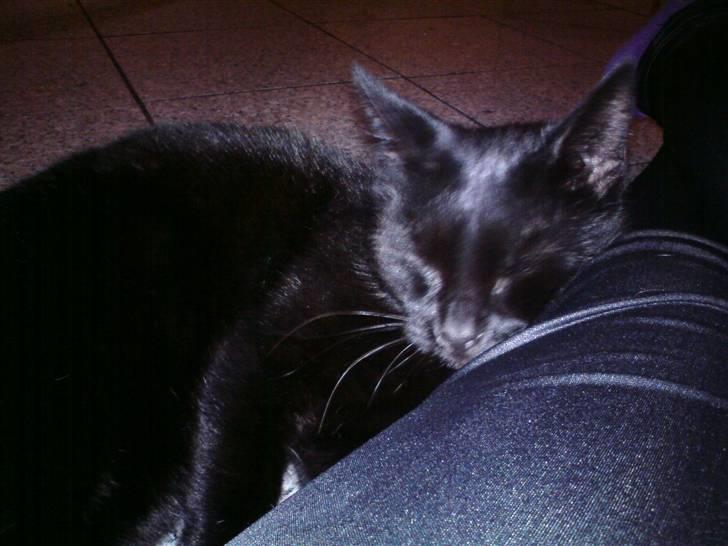 Huskat muss billede 12