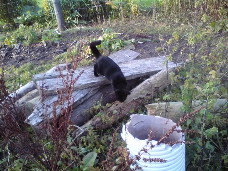 Huskat muss billede 13