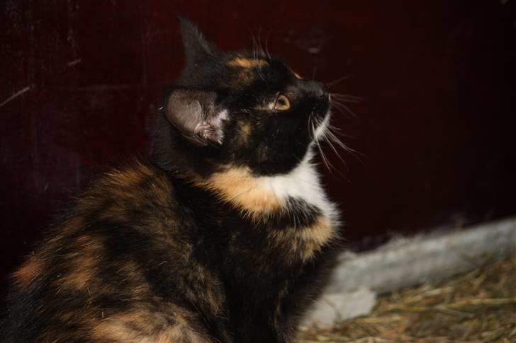 Blanding af racer Molly  billede 1