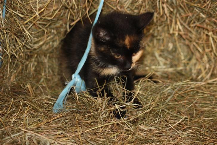 Blanding af racer Molly  - Molly og en snor  billede 2