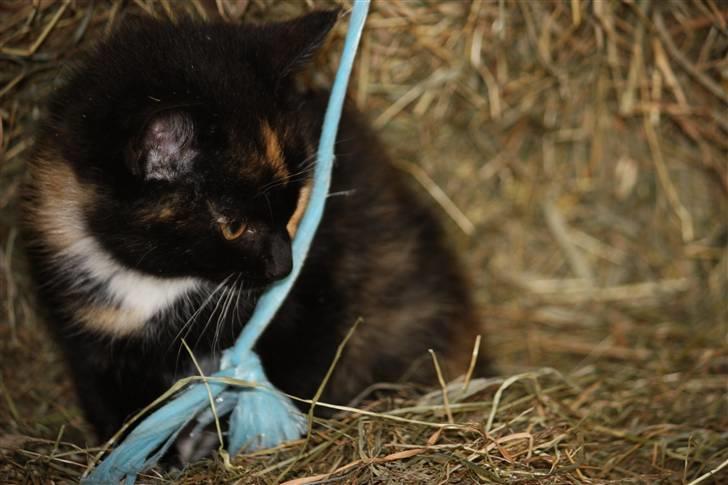 Blanding af racer Molly  - Molly og snoren igen XD billede 3