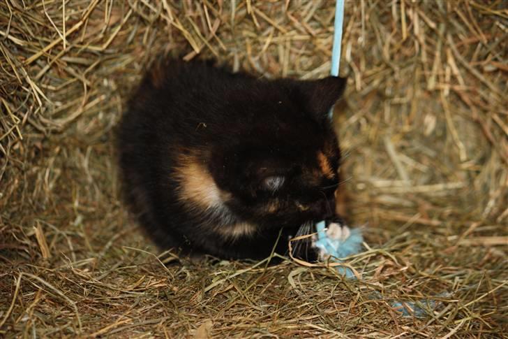 Blanding af racer Molly  - Nam nam ;P billede 4