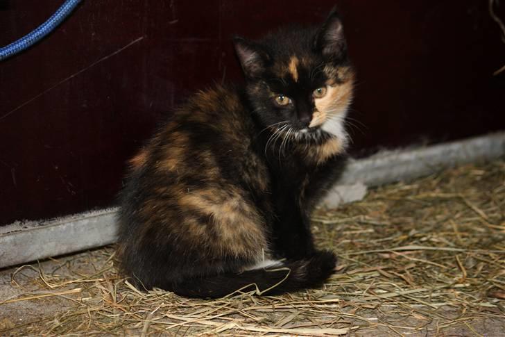 Blanding af racer Molly  - Søde Molly <3 billede 5