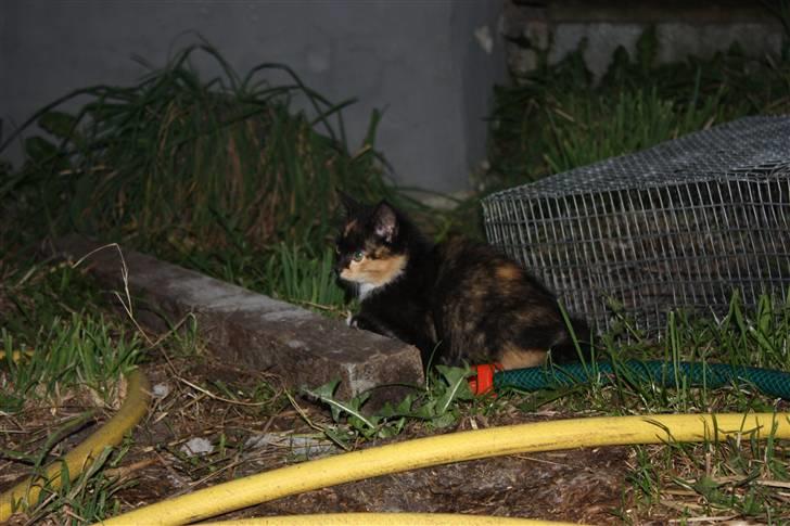 Blanding af racer Molly  - Molly ude i mørket. Uhhh :P billede 6