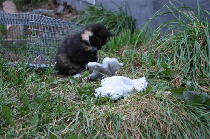 Blanding af racer Molly  - Molly har en klud i porten. billede 7