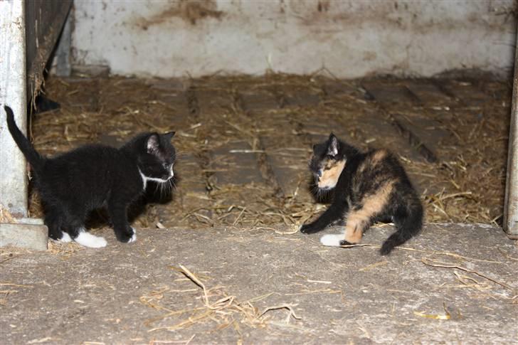 Blanding af racer Molly  - Molly der bliver bange for snippen ;D billede 8