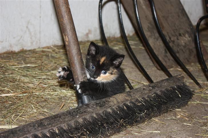 Blanding af racer Molly  - Molly som helt lille <3 der har fundet en kost :O  billede 9