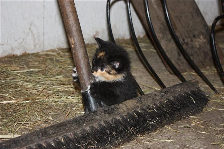 Blanding af racer Molly  - Molly som helt lille <3 billede 10