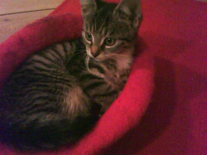 Huskat Hodya billede 7