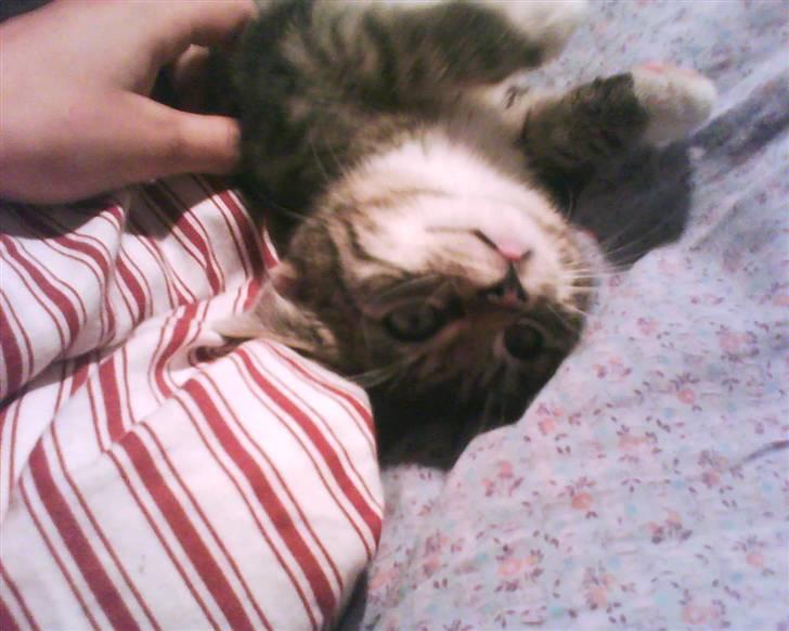 Huskat Hodya billede 8