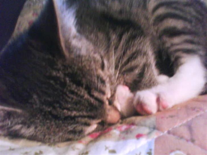 Huskat Hodya billede 9