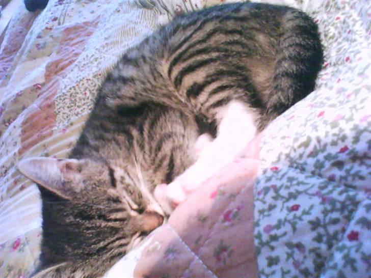 Huskat Hodya billede 10