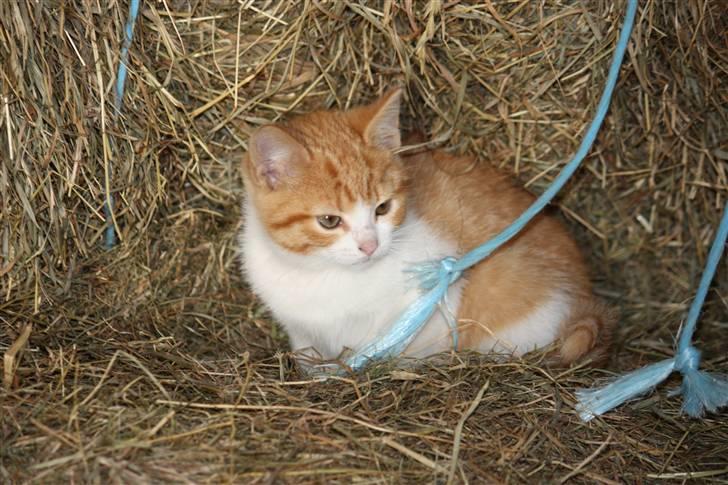 Blanding af racer Mis  - Velkommen til Mis´s profil <3 billede 1