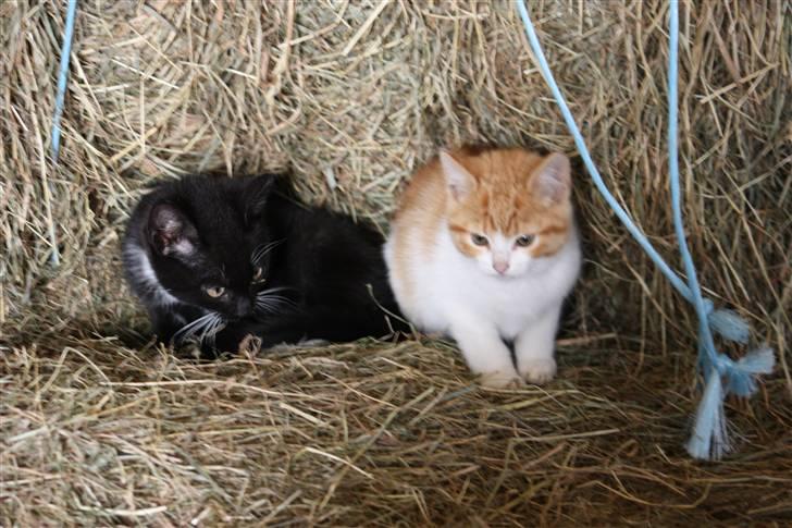 Blanding af racer Mis  - Mis og Plet tar en slapper :D billede 2