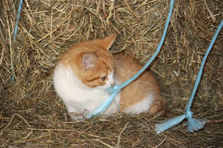 Blanding af racer Mis  - Mmmmhhh Snor :P billede 3