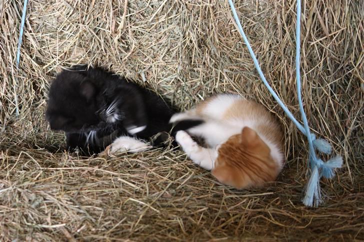 Blanding af racer Mis  - Mis og Plet gør klar til at lege. billede 4