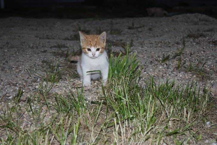 Blanding af racer Mis  - Mis <3 billede 5