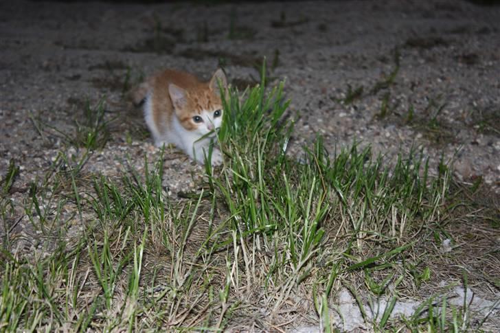 Blanding af racer Mis  - Mis og en plante  billede 6