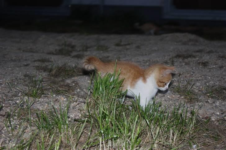 Blanding af racer Mis  - Mis og planten igen :) billede 7