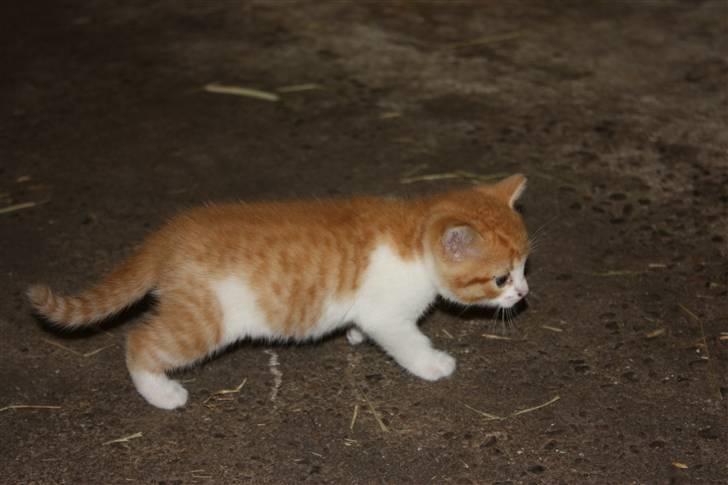 Blanding af racer Mis  - Mis som helt lille ;D billede 8