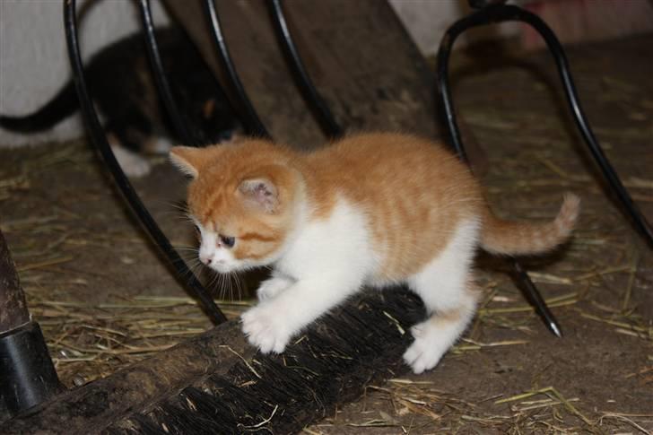 Blanding af racer Mis  - Mis som helt lille ;D der har fundet en kost XD billede 9